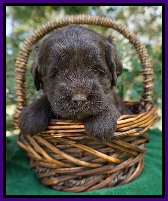 fanny Deacon pups 4 wks old 221