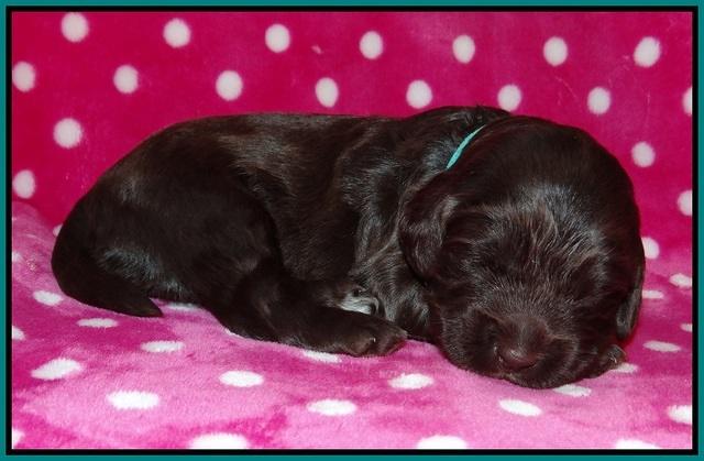 Fanny Deacon pups 2 wks old 141