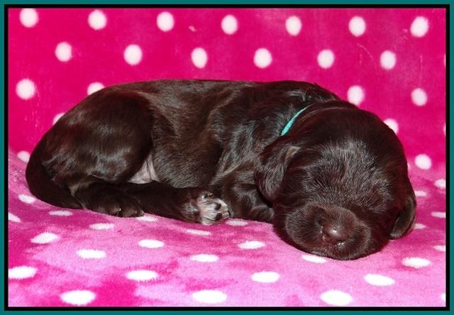 Fanny Deacon pups 2 wks old 151