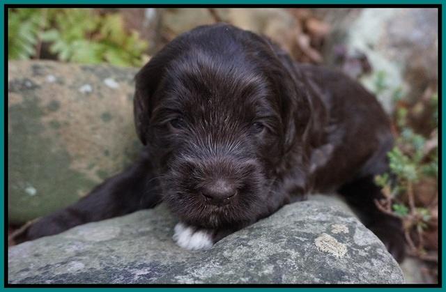 Fanny Deacon pups 3 wks old 201