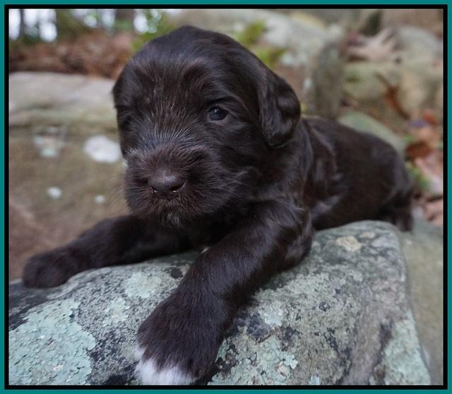 Fanny Deacon pups 3 wks old 221