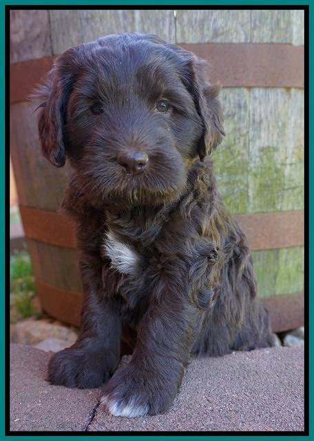 Fanny Deacon pups 5 wks old 171