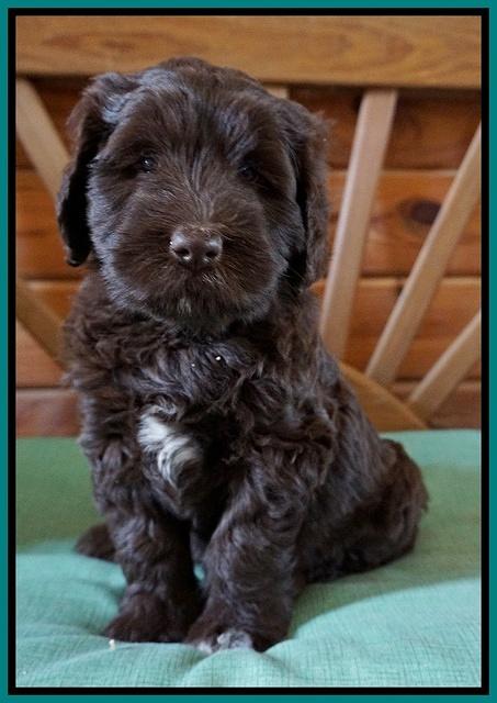 Fanny Deacon pups 6 wks old 221