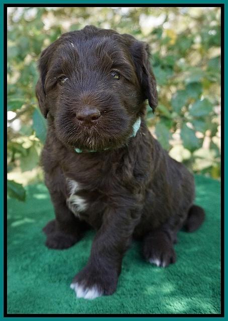 fanny Deacon pups 4 wks old 191