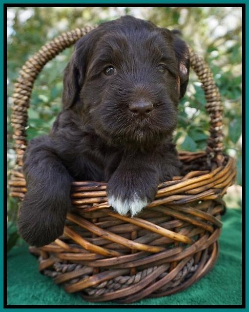 fanny Deacon pups 4 wks old 201