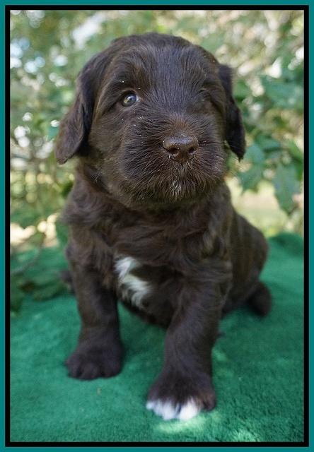 fanny Deacon pups 4 wks old 211