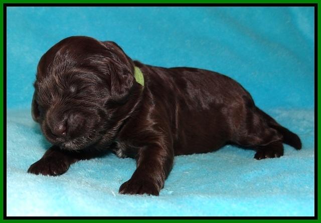 Fanny Deacon pups 1 week old 281