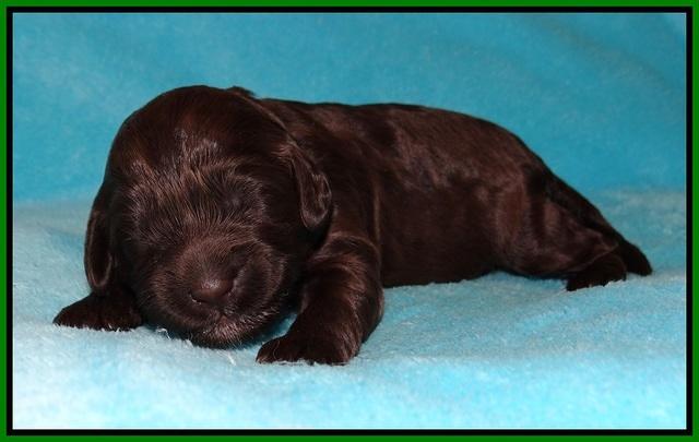 Fanny Deacon pups 1 week old 291