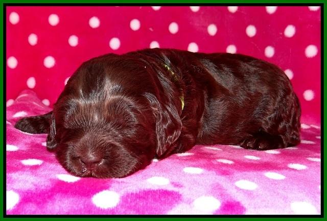 Fanny Deacon pups 2 wks old 161