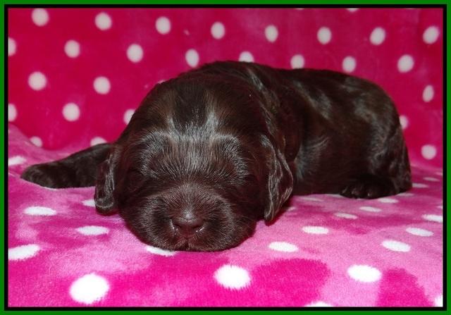 Fanny Deacon pups 2 wks old 171