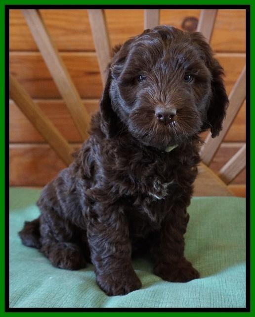 Fanny Deacon pups 6 wks old 241