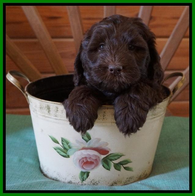 Fanny Deacon pups 6 wks old 251