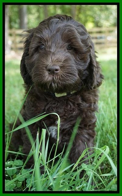 Fanny Deacon pups 7 wks old 321