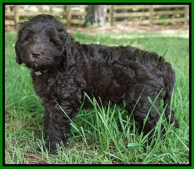 Fanny Deacon pups 7 wks old 341
