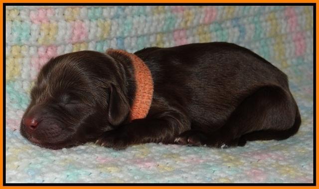 Fanny Deacon newborn 81