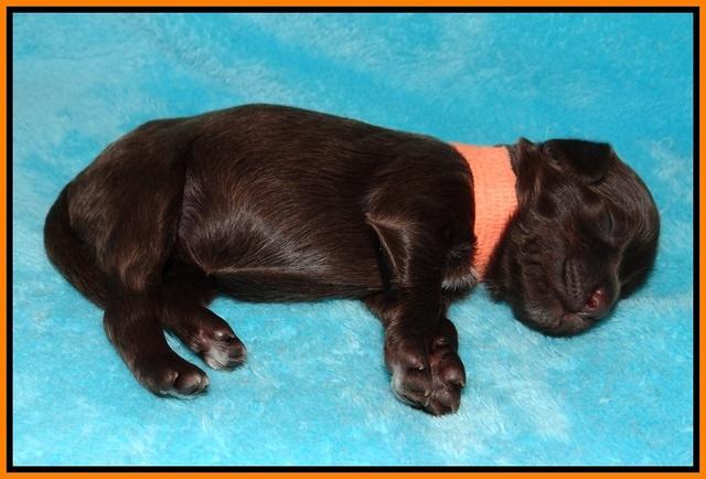 Fanny Deacon pups 1 week old 311