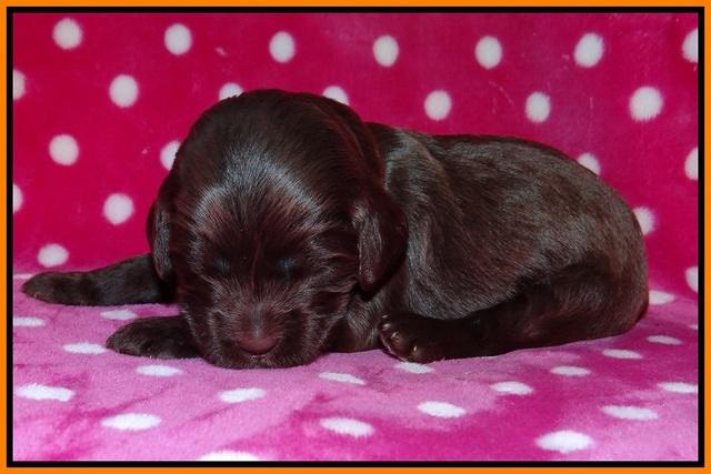 Fanny Deacon pups 2 wks old 181