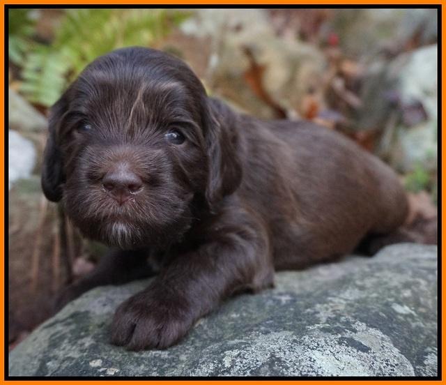 Fanny Deacon pups 3 wks old 281