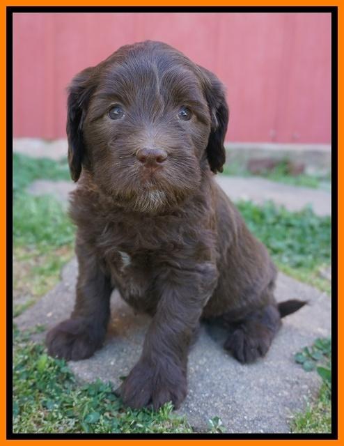 Fanny Deacon pups 5 wks old 291