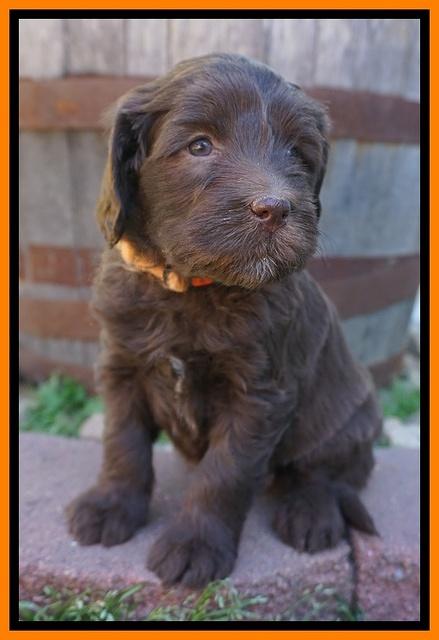Fanny Deacon pups 5 wks old 301