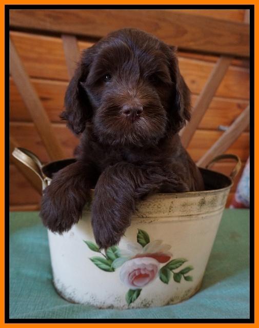 Fanny Deacon pups 6 wks old 281