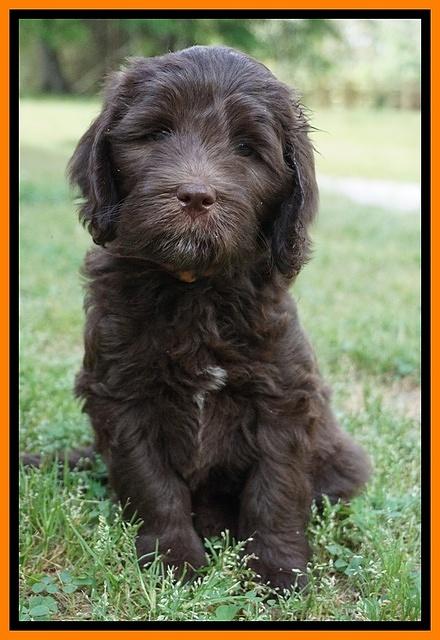Fanny Deacon pups 7 wks old 361