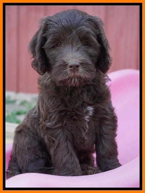 Fanny Deacon pups 7 wks old 391