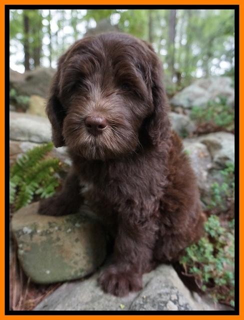 Fanny Descon pups 8 wks old 5202