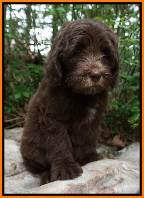 Fanny Descon pups 8 wks old 6202