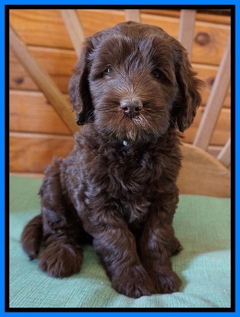 Fanny Deacon pups 6 wks old 321