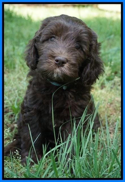 Fanny Deacon pups 7 wks old 401