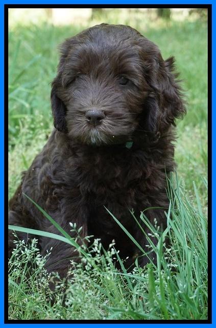 Fanny Deacon pups 7 wks old 411