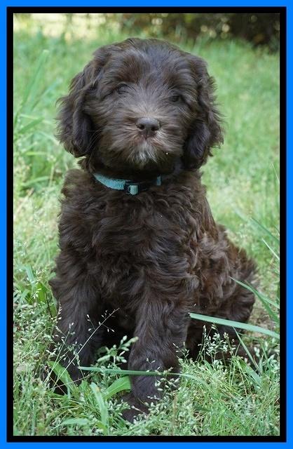 Fanny Deacon pups 7 wks old 421