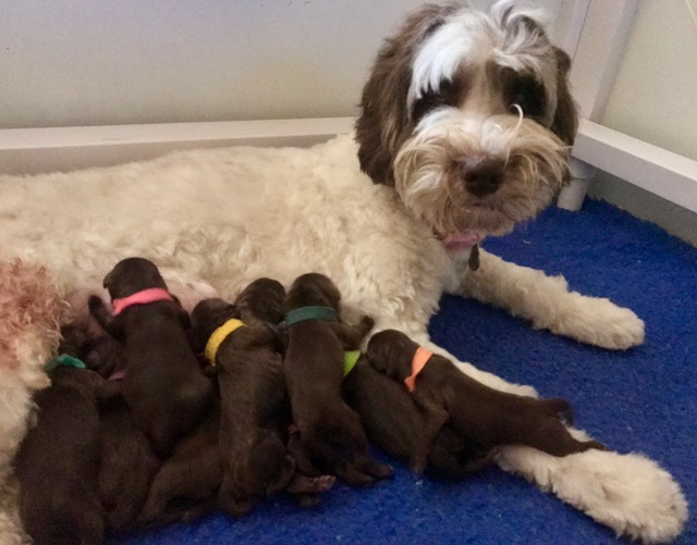Newborn 1