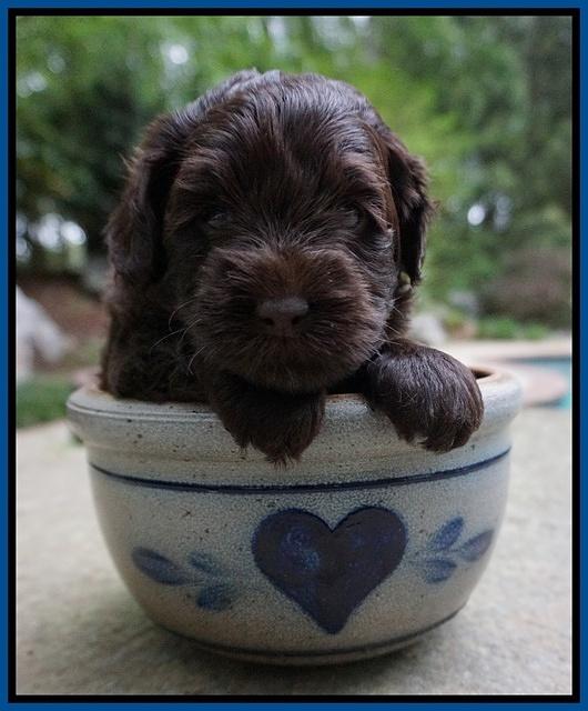 Dior Parson pups 4 wks old 51