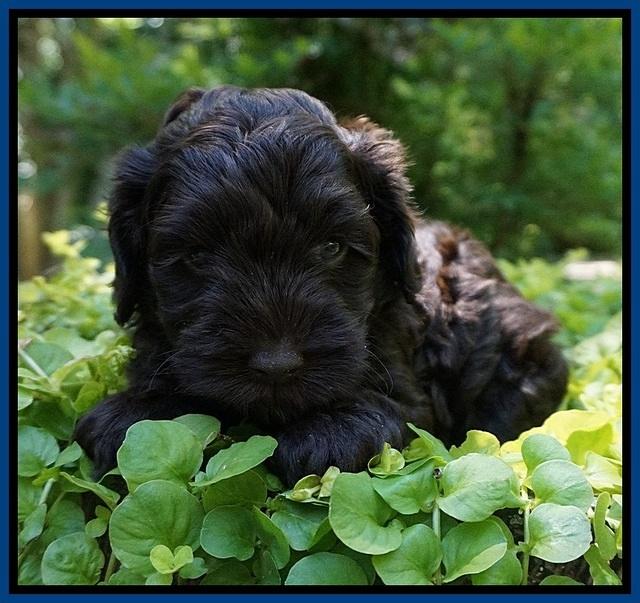 Dior Parson pups 5 wks old 41