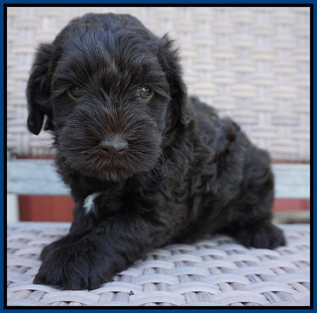 Dior Parson pups 5 wks old 51