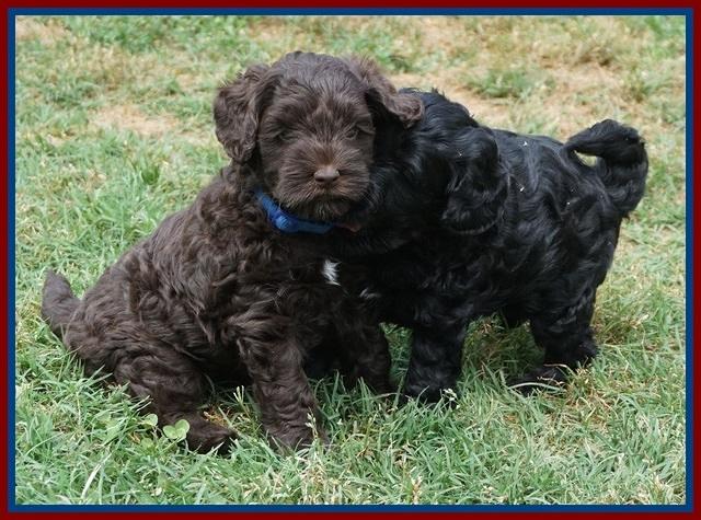 Dior Parson pups 6 wks old41