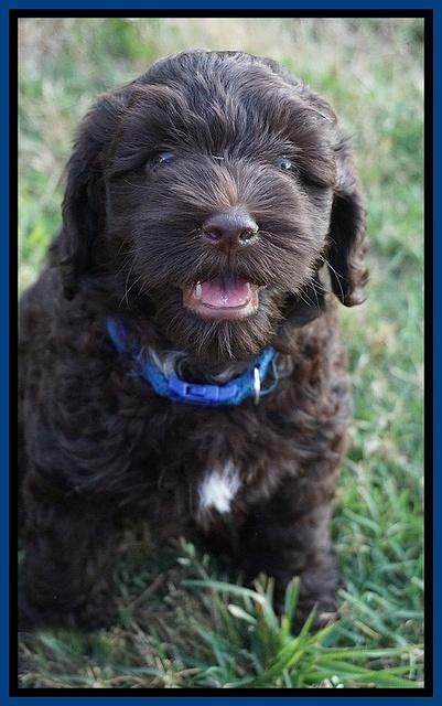 Dior Parson pups 7 weeks old 41