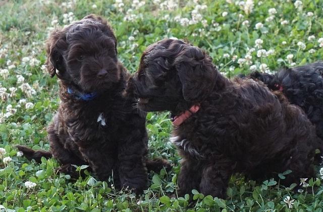 Dior Parson pups 7 weeks old 51