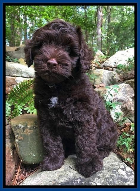 Dior Parson pups 8 weeks old 21