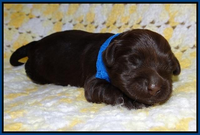 Dior Parson pups one week old 11