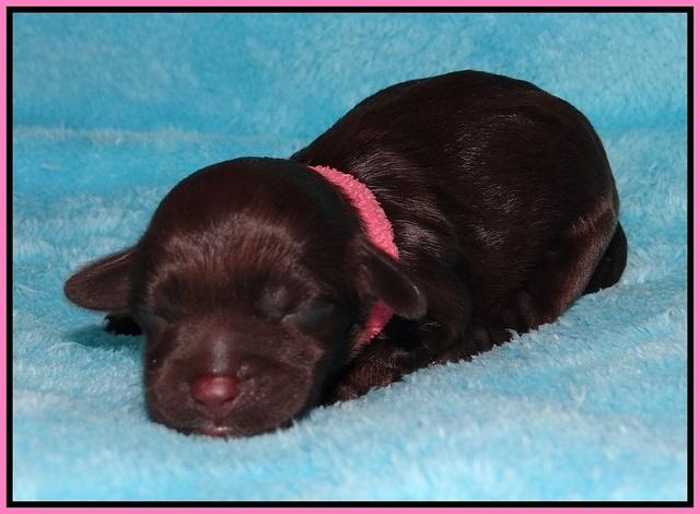 Dior Parson Newborn pups 51