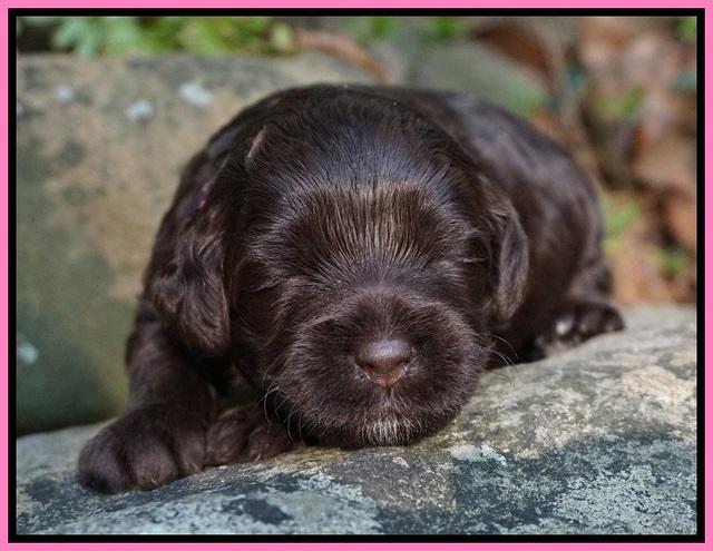 Dior Parson pups 2 wks old 31