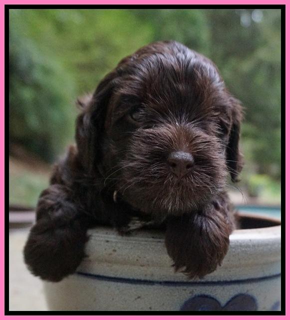 Dior Parson pups 4 wks old 21