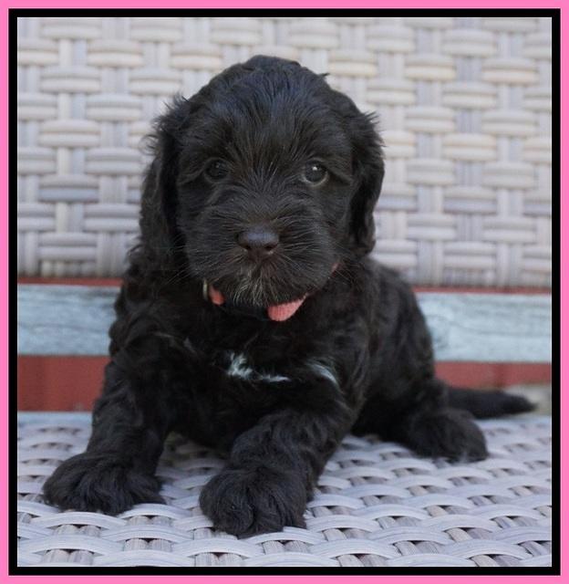 Dior Parson pups 5 wks old 21