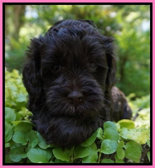 Dior Parson pups 5 wks old 31
