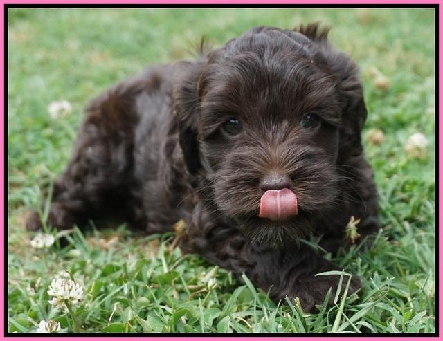 Dior Parson pups 6 wks old61