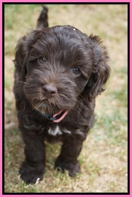 Dior Parson pups 6 wks old81