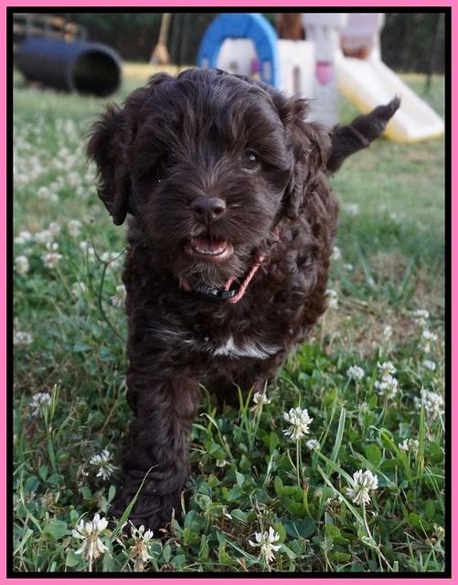 Dior Parson pups 7 weeks old 111